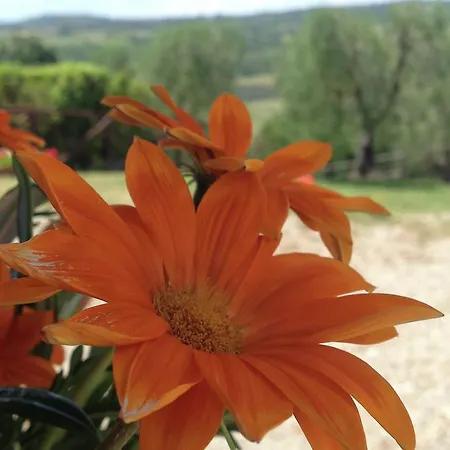 Podere Torricella Piano Terra Alloggio per agriturismo